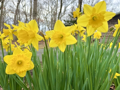 Spring daffodils