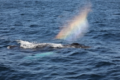 photo of a whale spout with rainbow